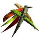!!BESTSELLER!! BSW Speed Feather Naturfeder - verschiedene L&auml;ngen, Farben &amp; Formen