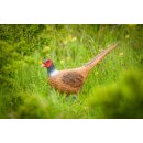 CENTER-POINT 3D Pheasant - Made in Germany