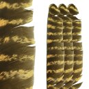 SPHERE Naturally Barred Turkey Feathers - Osage