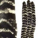 BSW Naturally Barred Turkey Feathers