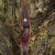 JACKALOPE - Red Beryl - 64 inches - Hybrid Bow - 25-50 lbs