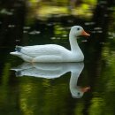 CENTER-POINT 3D Snow Goose