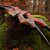 SPIDERBOWS - Hawk - Classic - SWS - 60-66 inches - 25-50 lbs - Take Down Recurve bow