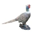 FRANZBOGEN - Pheasant
