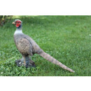 FRANZBOGEN - Pheasant