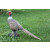 FRANZBOGEN - Pheasant