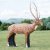 WILDCRETE 3D Chital [Shipping Agent]
