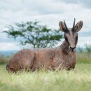 WILDCRETE 3D Chamois Yearling - embedded [***]