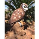 WILDCRETE 3D Spotted Owl