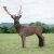 WILDCRETE 3D Fallow Deer [Shipping Agent]