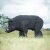 WILDCRETE 3D Wild Boar