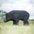 WILDCRETE 3D Braunes Wildschwein [***]
