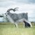 WILDCRETE 3D Goat