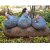 WILDCRETE 3D Chicken Trio