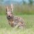 WILDCRETE 3D Cottontail Rabbit