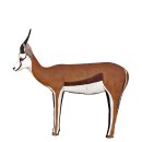 WILDCRETE 3D Springbok