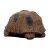 WILDCRETE 3D Turtle