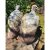 WILDCRETE 3D Vulture (pair)