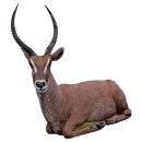 WILDCRETE 3D Waterbuck [Forwarding Agent]