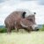 WILDCRETE 3D Wild Boar [Shipping Agent]