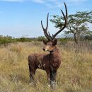 WILDCRETE 3D Rusa Deer [Shipping Agent]