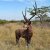 WILDCRETE 3D Rusa Deer [Shipping Agent]