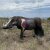 WILDCRETE 3D Warthog Vital Area