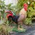 IBB 3D Hahn