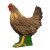 IBB 3D Henne