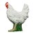 IBB 3D Henne - weiss