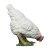 IBB 3D Hen - white - pecking