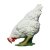 IBB 3D Hen - white - pecking