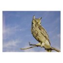 STRONGHOLD Animal Target Face - Owl - 30 x 42 cm -...