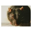 STRONGHOLD Animal Target Face - Rat - 30 x 42 cm -...