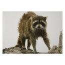 STRONGHOLD Animal Target Face - Wet Raccoon - 30 x 42 cm...