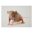 STRONGHOLD Animal Target Face - Naked Rat - 30 x 42 cm...