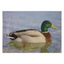 STRONGHOLD Animal Target Face - Duck II - 30 x 42 cm -...