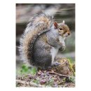 STRONGHOLD Animal Target Face - Squirrel - 30 x 42 cm -...