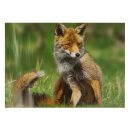 STRONGHOLD Animal Target Face - Fox - 30 x 42 cm -...