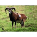 STRONGHOLD Animal Target Face - Sheep Ram - 42 x 59 cm -...