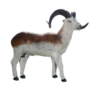 LEITOLD Standing Marco Polo Sheep [Forwarding Agent]