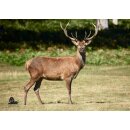 STRONGHOLD Animal Target Face - Red Deer Stag - 59 x 84...