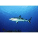 STRONGHOLD Animal Target Face - Caribbean Shark - 59 x 84...