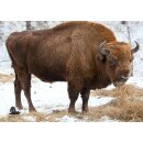 STRONGHOLD Animal Target Face - Buffalo - 59 x 83 cm -...