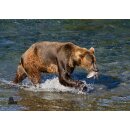 STRONGHOLD Animal Target Face - Brown Bear - 59 x 84 cm -...