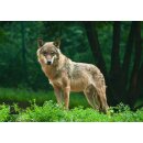 STRONGHOLD Animal Target Face - Wolf - 59 x 84 cm -...